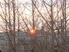 冬枯れの銀杏の隙間から見える夕陽