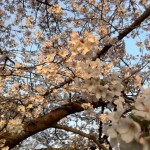 桜3